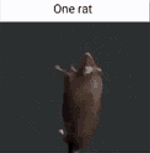 one rat