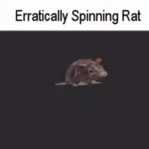 erratically spinning rat